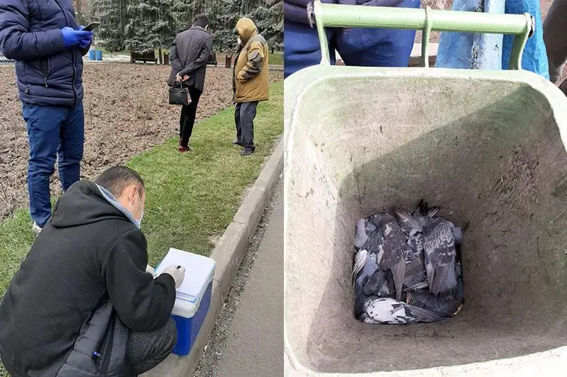 Гибель голубей в парке Алматы: стали известны результаты экспертизы