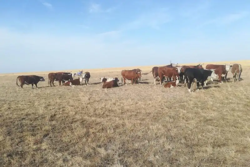 Скотокрадов задержала полиция Павлодарской области