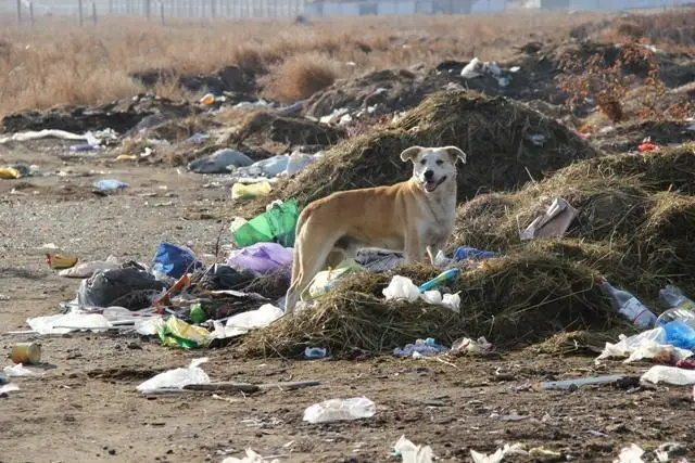 Около 700 стихийных свалок обнаружили в Павлодарской области