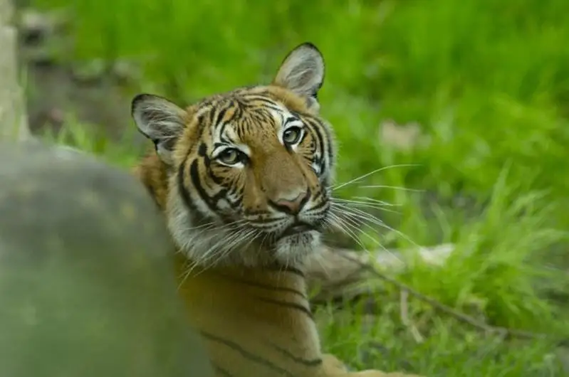 У тигрицы в зоопарке Нью-Йорка выявлен коронавирус