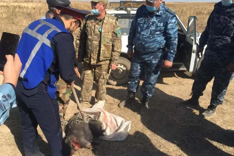 Индийский дикобраз убит браконьерами в Жамбылской области