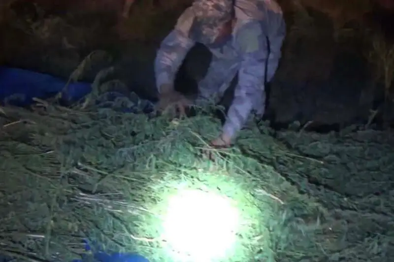 Более тонны марихуаны заготовил житель Жамбылской области