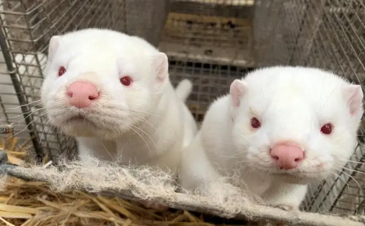 Норки заразились коронавирусом на зверофермах в Греции