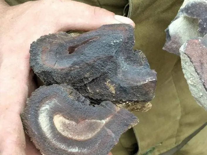 Остатки растительности каменноугольного периода найдены в ВКО