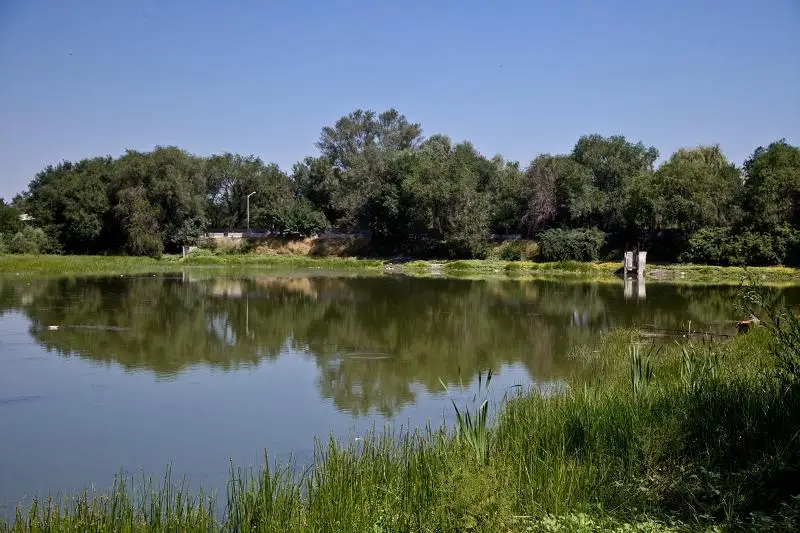 Экологи проверяют факт обнаружения мертвой рыбы на озере Пархач в Алматы