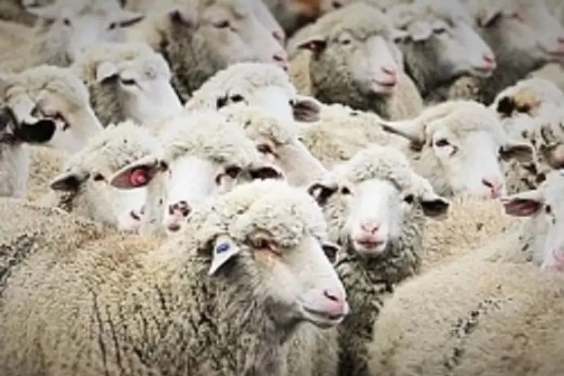 Стадо овец нашли и вернули полицейские в Алматинской области