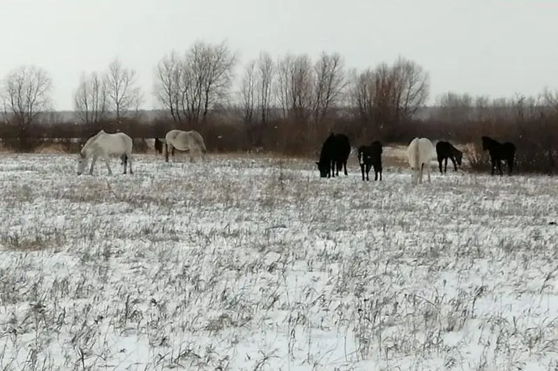 14 лошадей потерял пастух в СКО