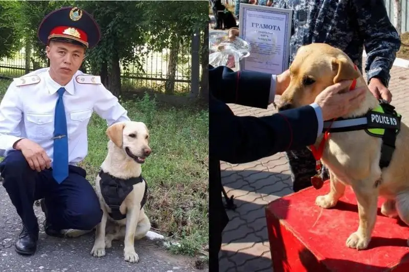 Розыскной пес из Павлодара отправляется на пенсию в столицу