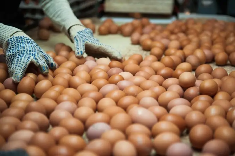 Минсельхоз Казахстана прокомментировал изменение правил субсидирования производителей яиц