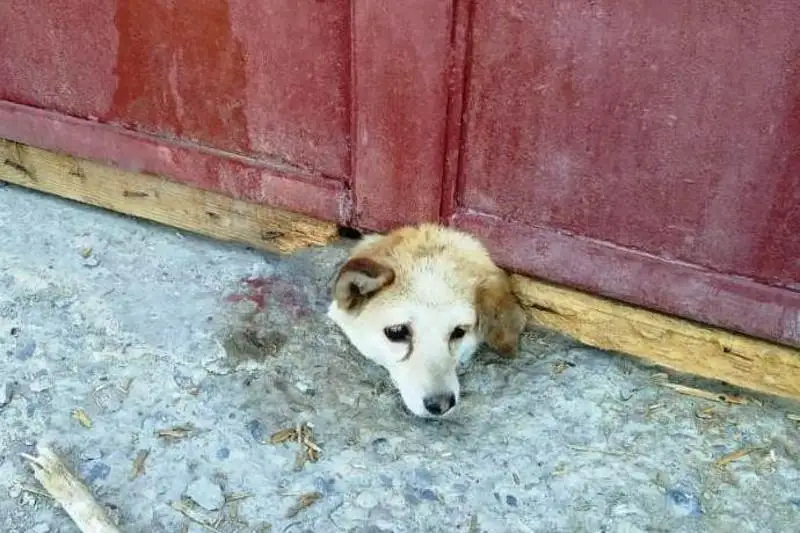 Придавленную железными воротами собаку освободили жамбылские спасатели