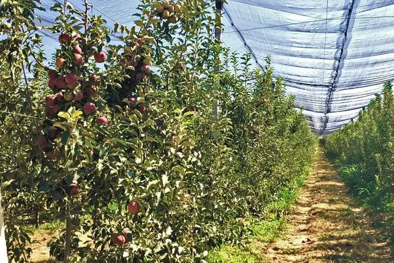 Яблоневые сады посадили на 100 га в Сайрамском районе Туркестанской области