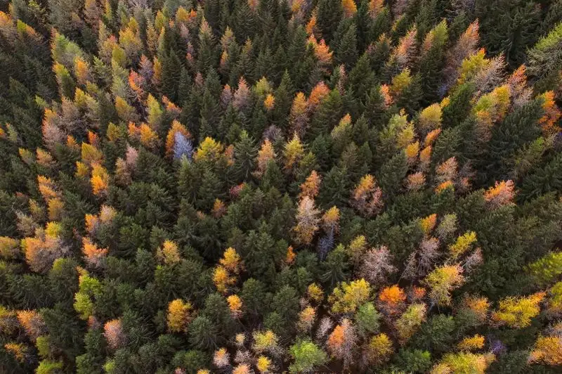 На 12 тысяч га увеличилась за 5 лет площадь леса в Павлодарской области