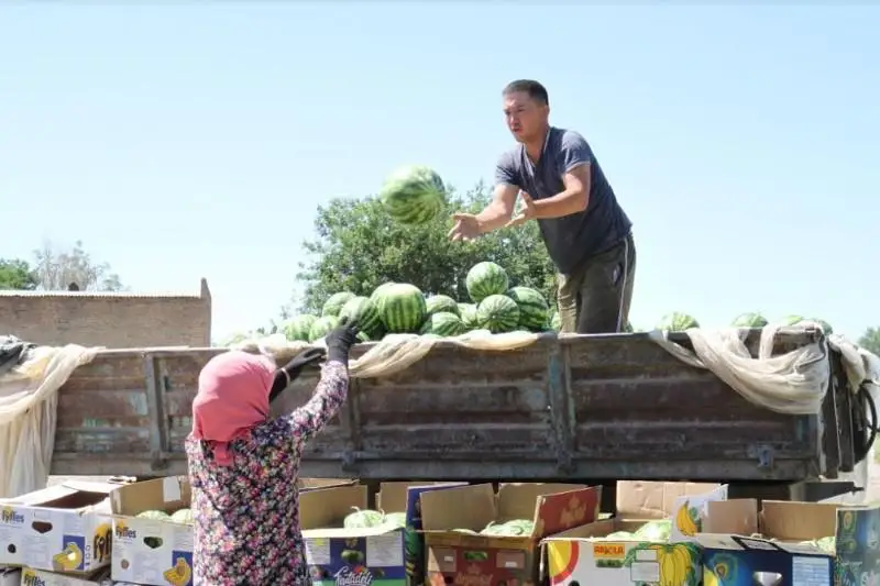 Мактааральские аграрии экспортировали одну тысячу тонн арбузов