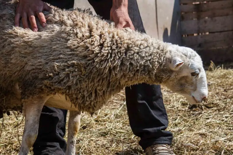 На Курбан айт будет организована доставка жертвенного мяса нуждающимся