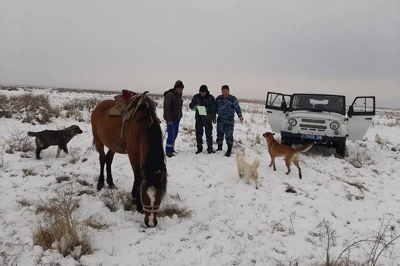 Краснокнижного архара убил житель Жамбылской области