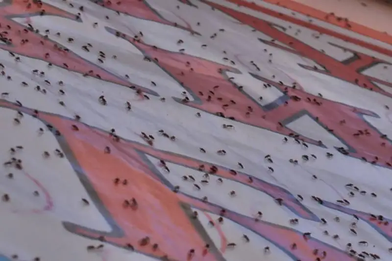 Один из городов на востоке Казахстана атакуют клопы