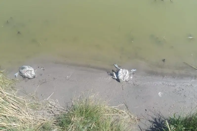 Массовый падеж диких уток на озере ВКО: что показали пробы воды