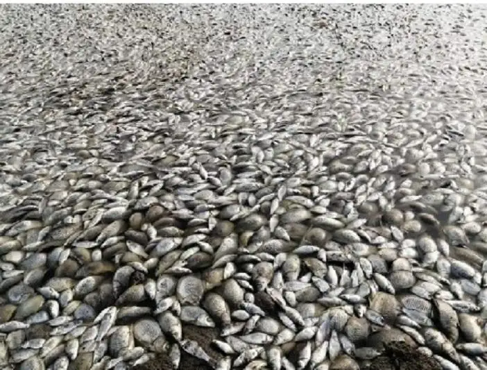 Рыба погибла в водоеме в Актюбинской области