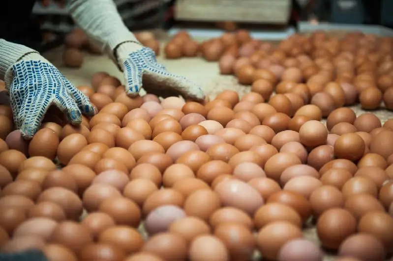 На ярмарку в столицу не повезут птицеводческую продукцию из Акмолинской области