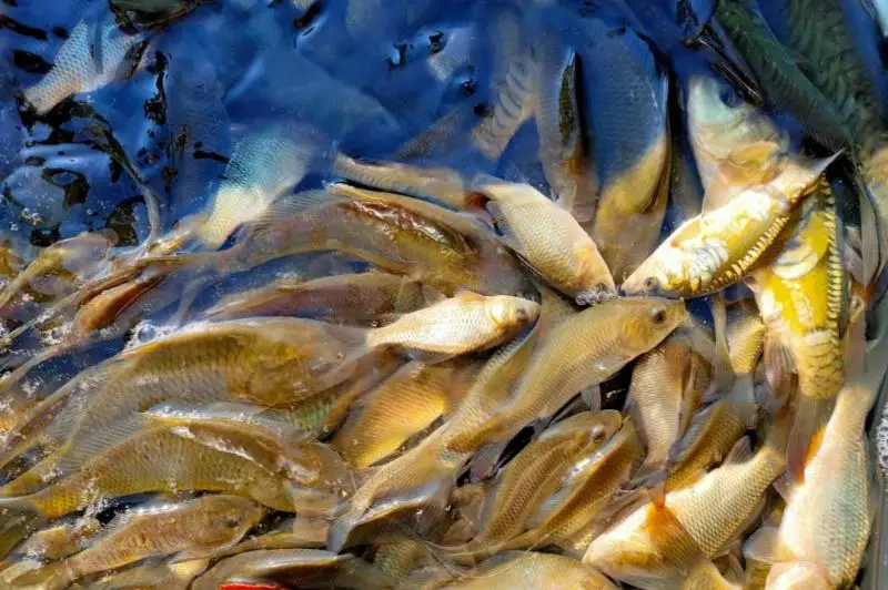 Более 300 тысяч мальков карпа выпустили в озеро Балхаш