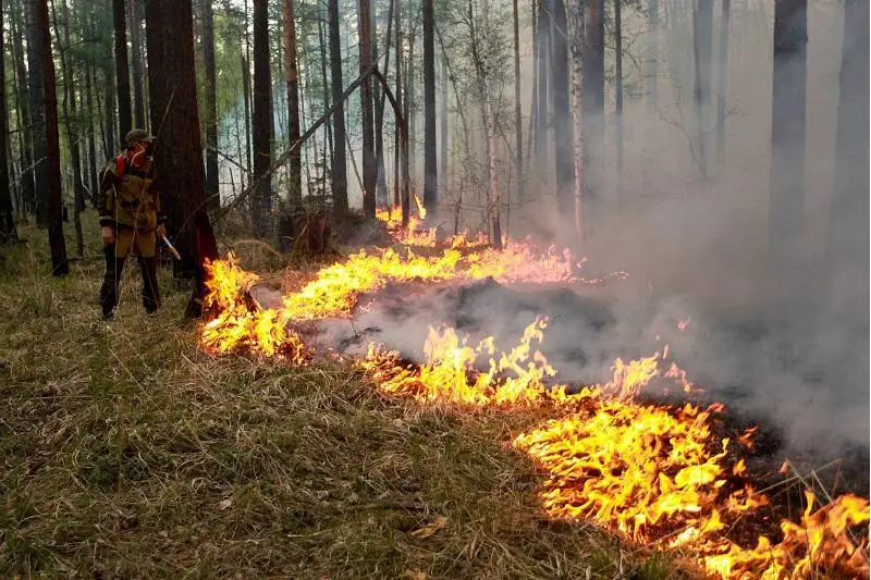 В трех регионах Сибири ввели режим ЧС в лесах из-за пожаров