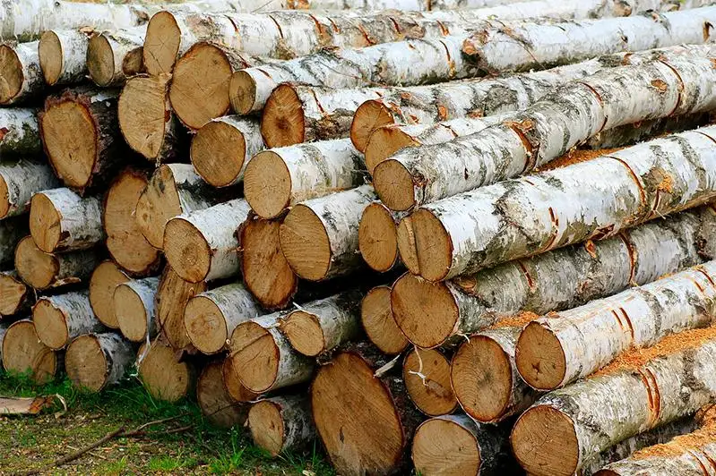 Почти год незаконно вырубали березы в СКО