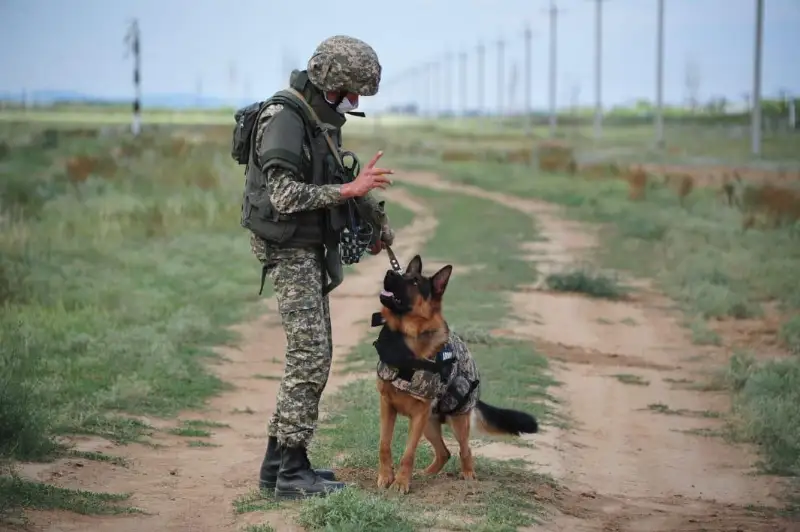 Как саперы в условиях карантина совершенствуют свои навыки в ВКО