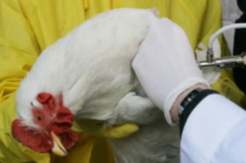 100 тысяч птиц вакцинировали в районе Байтерек ЗКО