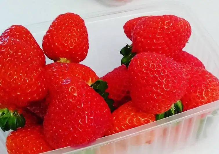 Первый урожай тепличной клубники вырастили в Актобе