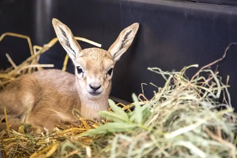 Детеныша джейрана спас от гибели житель Алматинской области