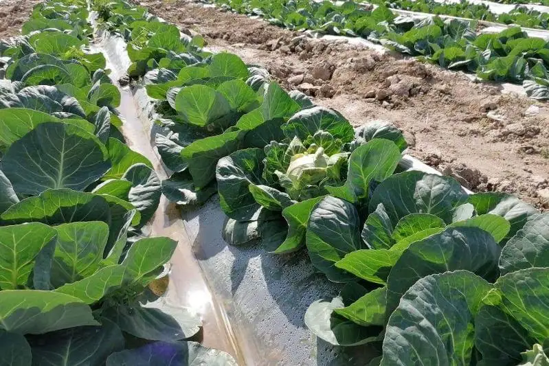 Туркестанские аграрии экспортировали первый весенний урожай