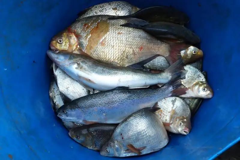 Редкую рыбу изъяли у жителей Семея