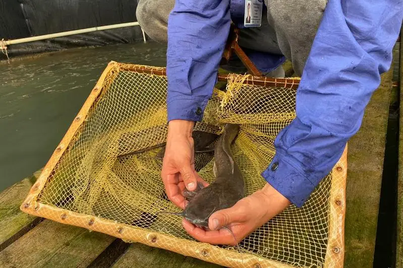 Выращенная на Капчагае рыба пользуется спросом в России