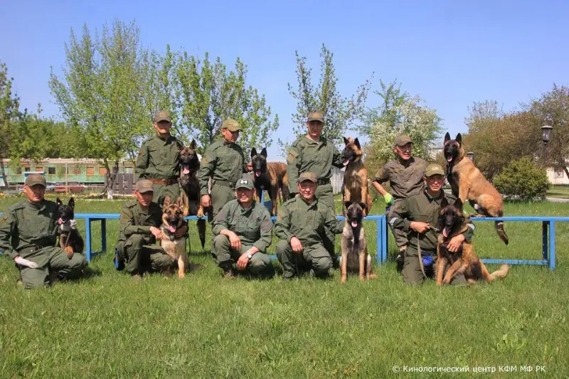 В Казахстане служебных собак натаскивают на поиск рогов сайгака