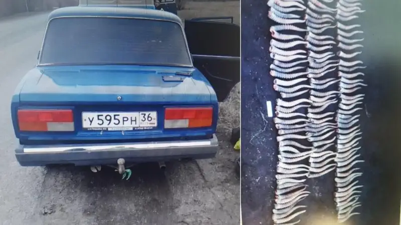 Более 170 рогов сайги нашли у жителя ЗКО