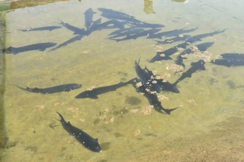 Рыбное хозяйство активно развивается в Тюлькубасском районе Туркестанской области