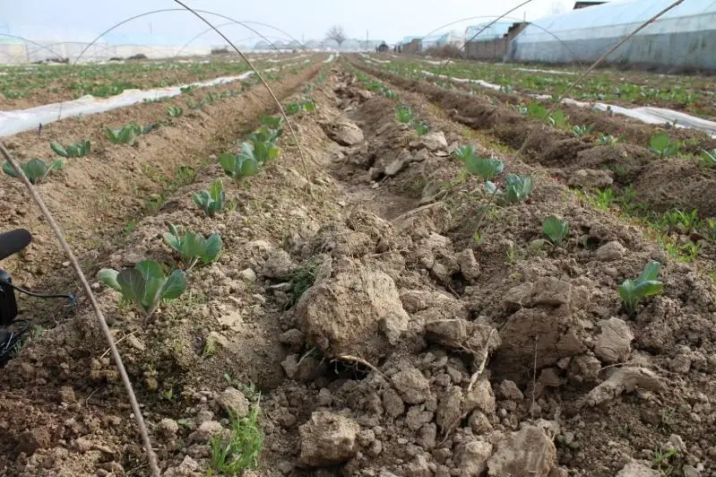 Туркестан: 300 гектаров теплиц насчитывается только в одном сельском округе