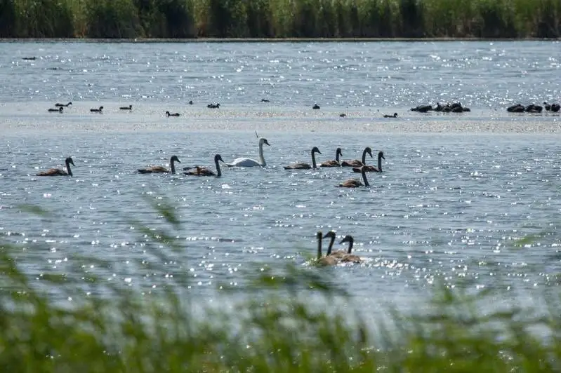 Экспертов и ученых привлекут для изучения осушения озера Малый Талдыколь в столице