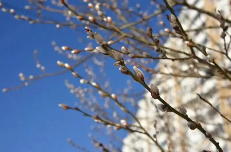 Погода без осадков будет преобладать в Казахстане 11 апреля