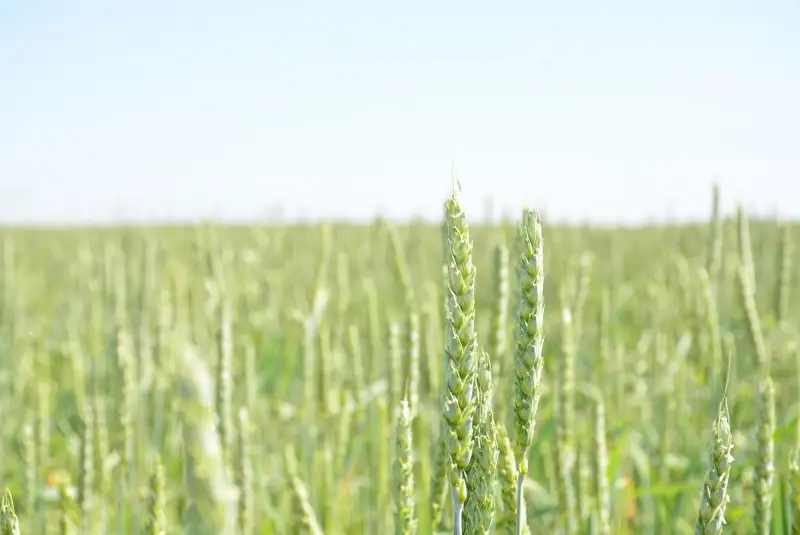 Акмолинские аграрии с нетерпением ждут дождей