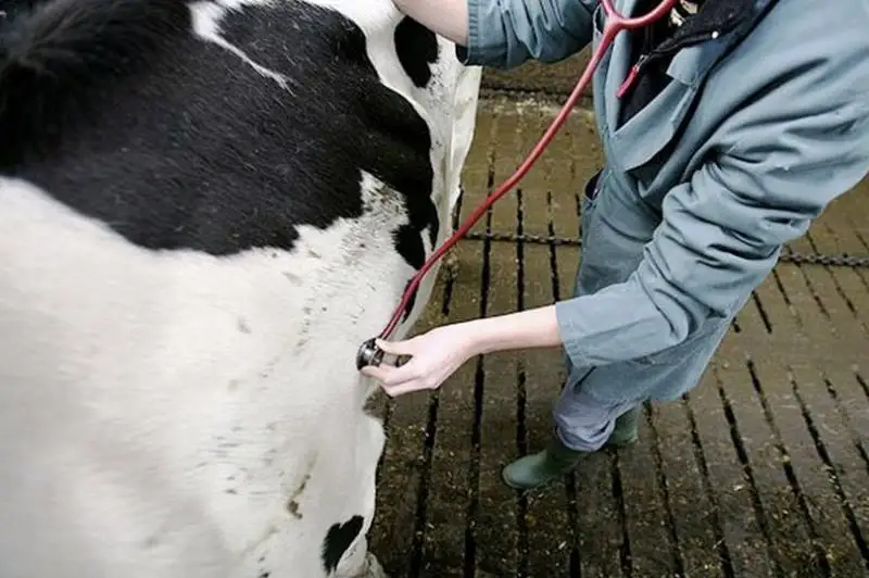 68 видов болезней животных включено в список особо опасных - Минсельхоз