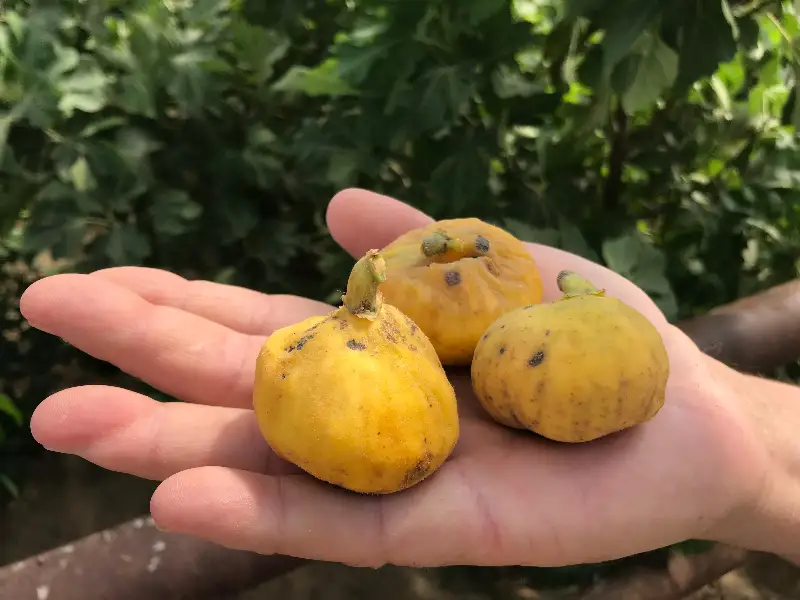 Первый урожай инжира собрал фермер в Атырау