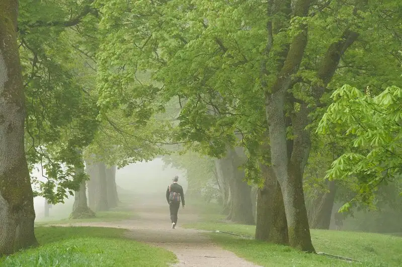 Шведский город разбросает тонну навоза в парке, чтобы ограничить массовое собрание