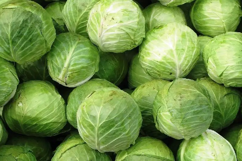 Минсельхоз: за границей упал спрос на казахстанскую капусту