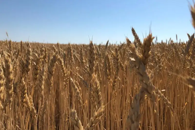 Посев озимых культур начали в ЗКО