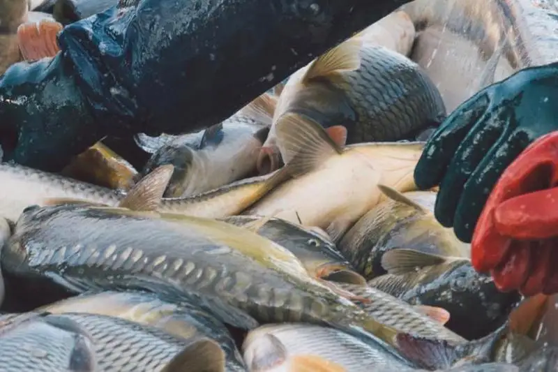 Строительство рыбных хозяйств в водоохранной полосе могут запретить в Казахстане