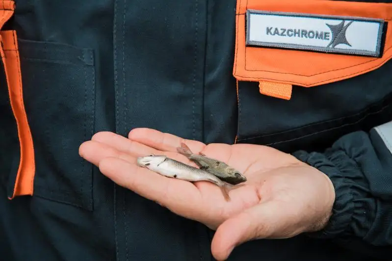 46 тысяч мальков карпа выпустили в реку Илек в Актобе