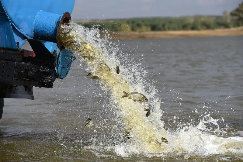 Свыше двух тысяч рыб спасены из высыхающего водоема в ВКО