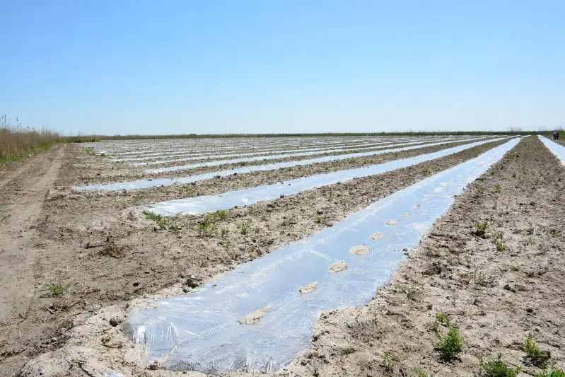 Шардаринские фермеры планируют засеять хлопком в этом году 18 тысяч гектаров