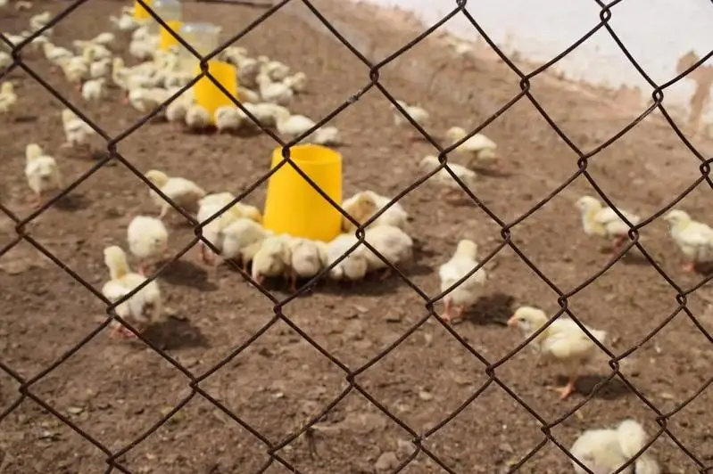 Птицеводство развивается в Чингирлауском районе ЗКО